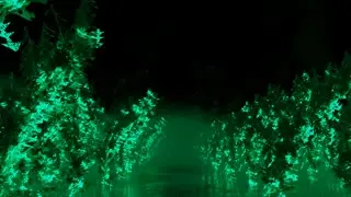 Bioluminescence